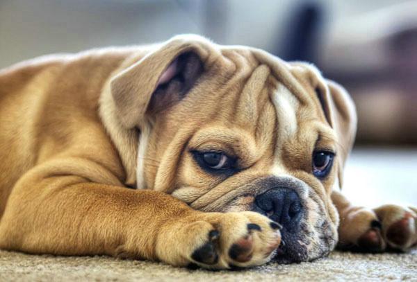 你家狗狗挑食吗?狗狗挑食的6个原因以及解决办法(图3)