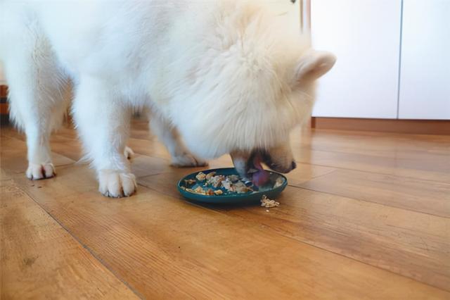 你家狗狗挑食吗?狗狗挑食的6个原因以及解决办法(图4)