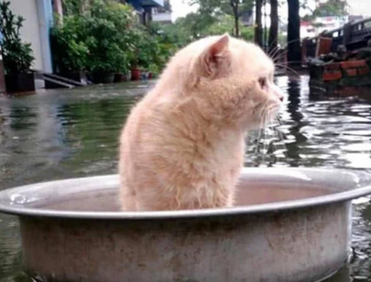 家乡遇到大水,主人把猫咪放盆里帮它逃生(图1)