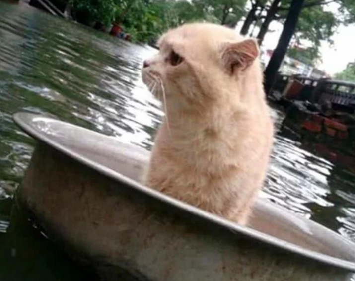 家乡遇到大水,主人把猫咪放盆里帮它逃生(图2)