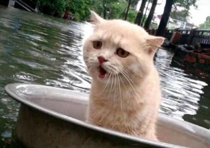 家乡遇到大水,主人把猫咪放盆里帮它逃生(图3)