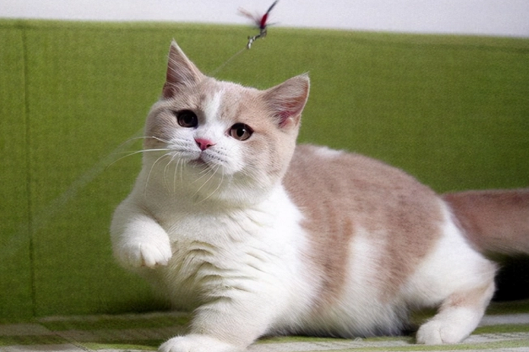 猫咪的各种动作举止代表着什么?(图1)