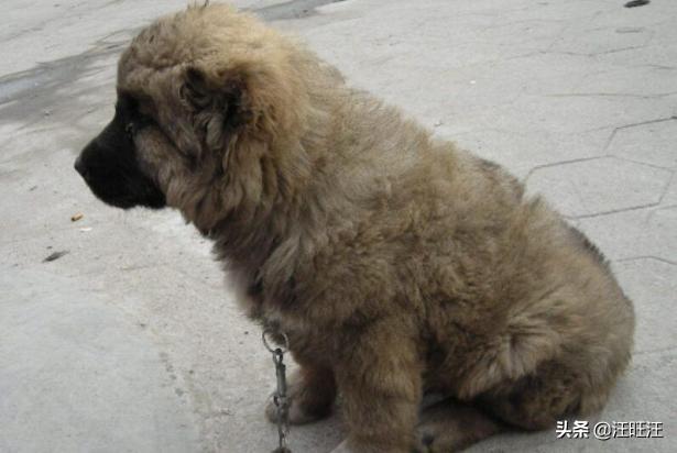 如何挑选到非常优秀的高加索犬?挑选高加索犬攻略(图1)