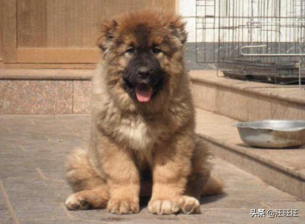 如何挑选到非常优秀的高加索犬?挑选高加索犬攻略(图2)