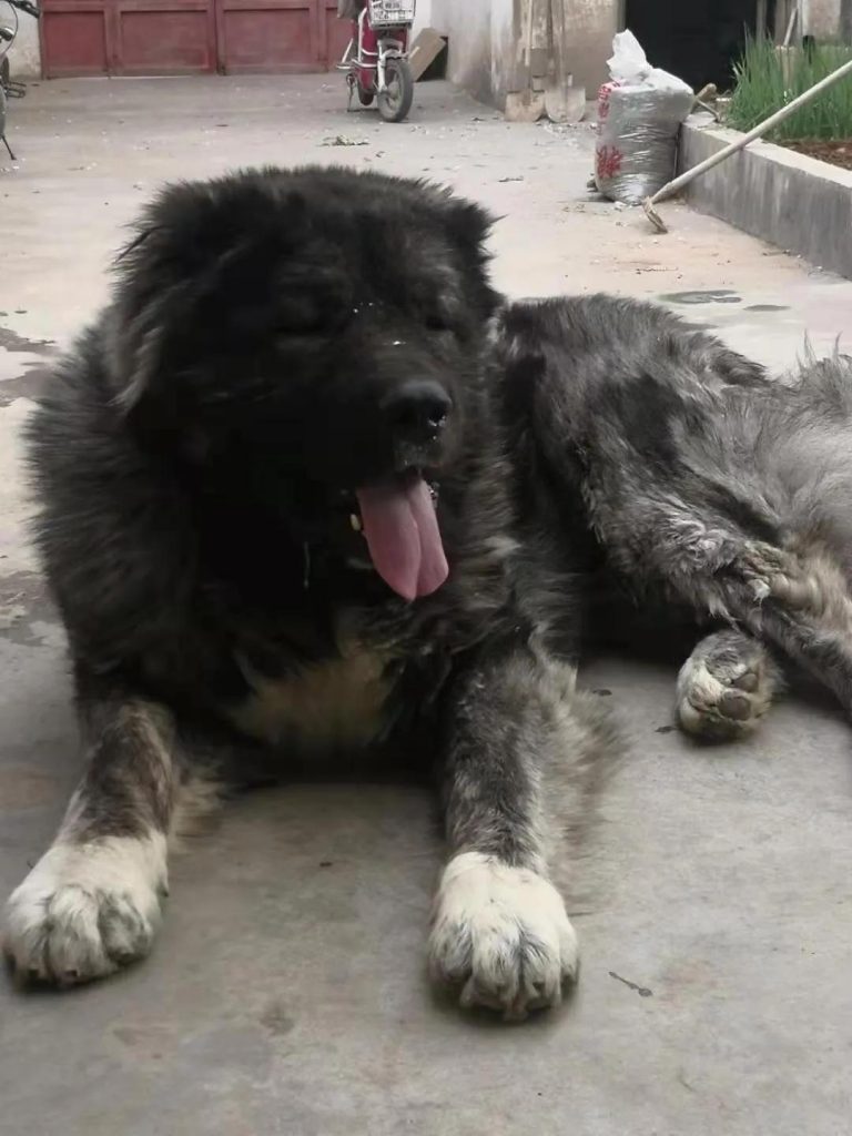 新手喂养高加索犬幼犬需要注意什么?高加索犬幼犬喂养指南(图1)