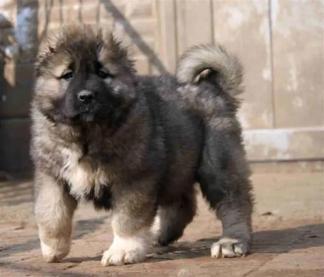 新手喂养高加索犬幼犬需要注意什么?高加索犬幼犬喂养指南(图4)