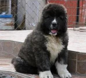 新手喂养高加索犬幼犬需要注意什么?高加索犬幼犬喂养指南(图3)