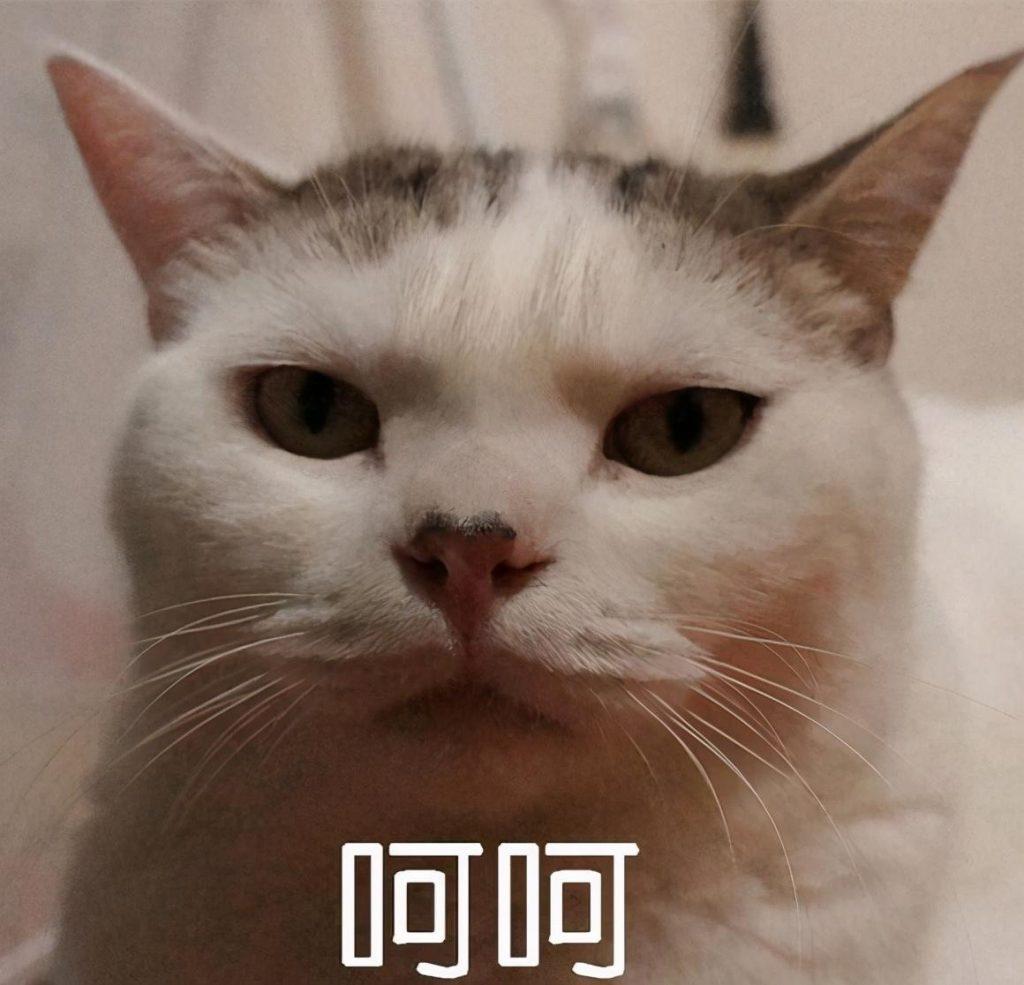 如何给猫咪进行干洗?猫咪干洗,训练猫不乱抓的方法(图1)