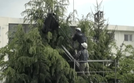 猫咪逃离家庭,躲在了高高的树枝上(图1)