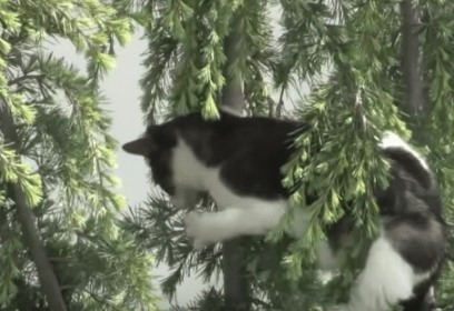 猫咪逃离家庭,躲在了高高的树枝上(图2)