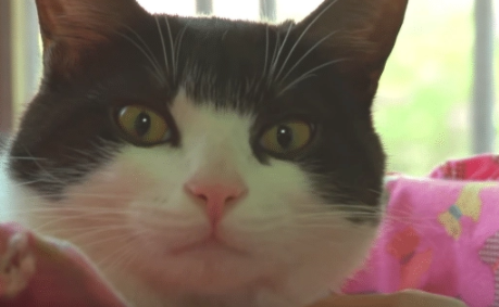 猫咪逃离家庭,躲在了高高的树枝上(图3)