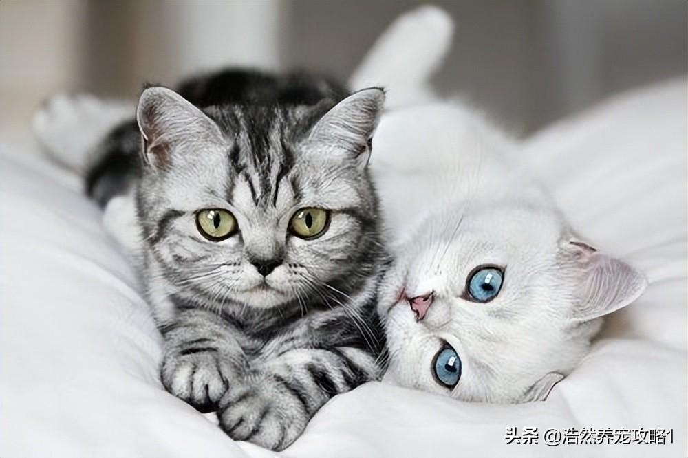 发情的猫咪很烦躁,如何让发情的猫不叫?这3招可以试下(图1)