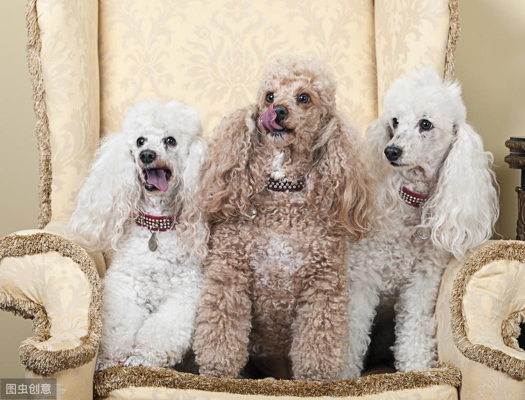 饲养贵宾犬的5大要点,最好不要宠溺过头(图1)