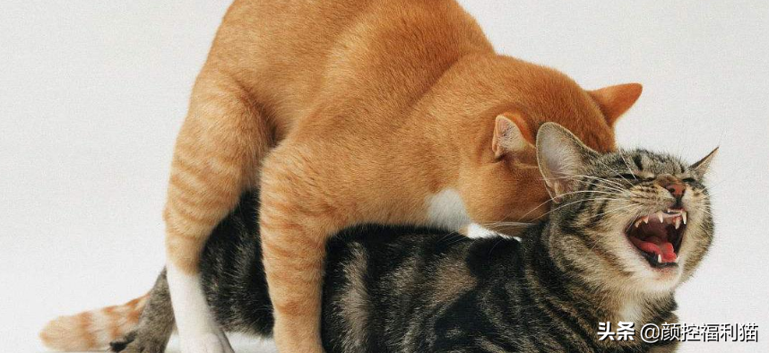 猫发情?公猫母猫发情有什么不同?公猫母猫发情有所区别讲解(图1)