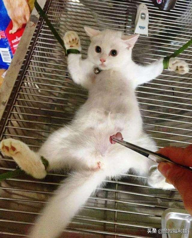 猫发情?公猫母猫发情有什么不同?公猫母猫发情有所区别讲解(图2)