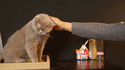 猫发情?公猫母猫发情有什么不同?公猫母猫发情有所区别讲解(图3)