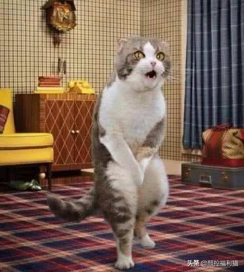 猫发情?公猫母猫发情有什么不同?公猫母猫发情有所区别讲解(图6)