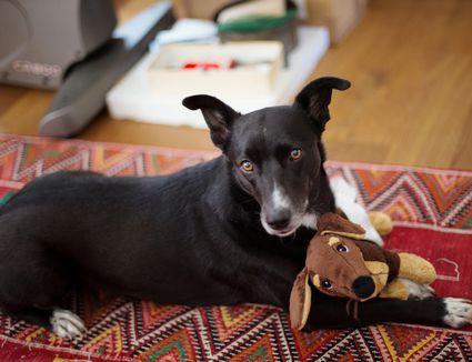 狗狗的生理期从什么时候开始?关于狗狗的生理期症状(图4)