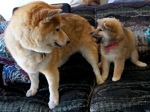 狗狗的生理期从什么时候开始?关于狗狗的生理期症状(图6)