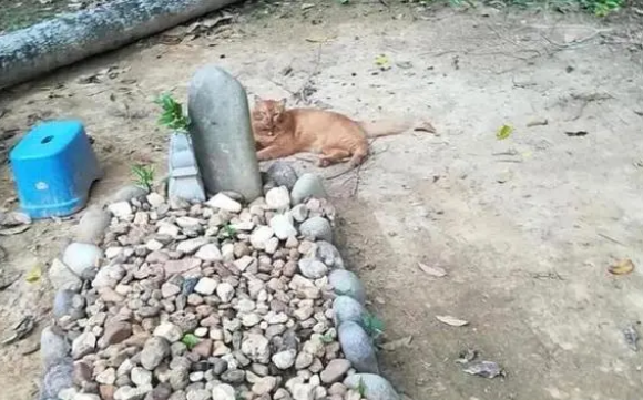 橘猫连续700天偷偷溜出家门,真实原因让无数网友泪目……(图2)