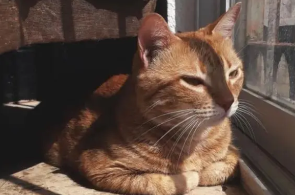橘猫连续700天偷偷溜出家门,真实原因让无数网友泪目……(图1)
