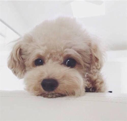 贵宾犬生理期不知道如何照顾?贵宾犬生理期看护指南(图1)