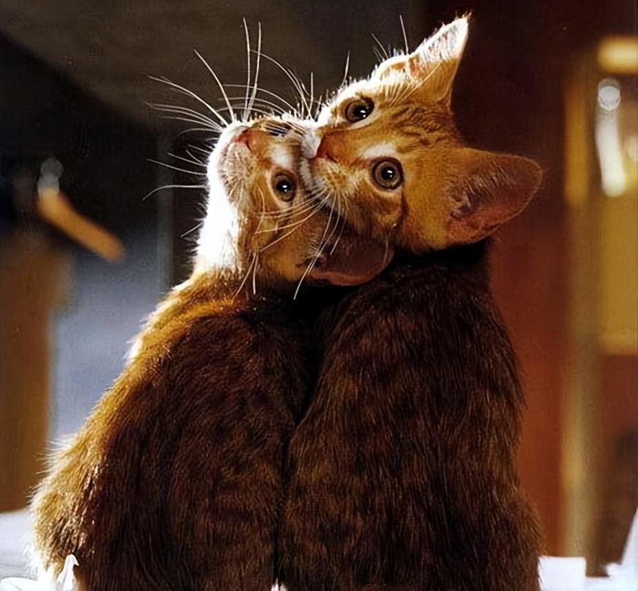 母猫发情是怎样的?关于猫咪发情的那些事,早知道少麻烦(图3)