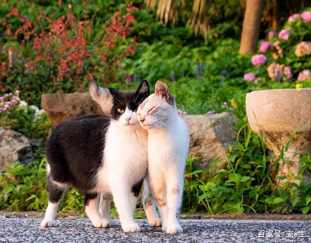 母猫发情是怎样的?关于猫咪发情的那些事,早知道少麻烦(图2)