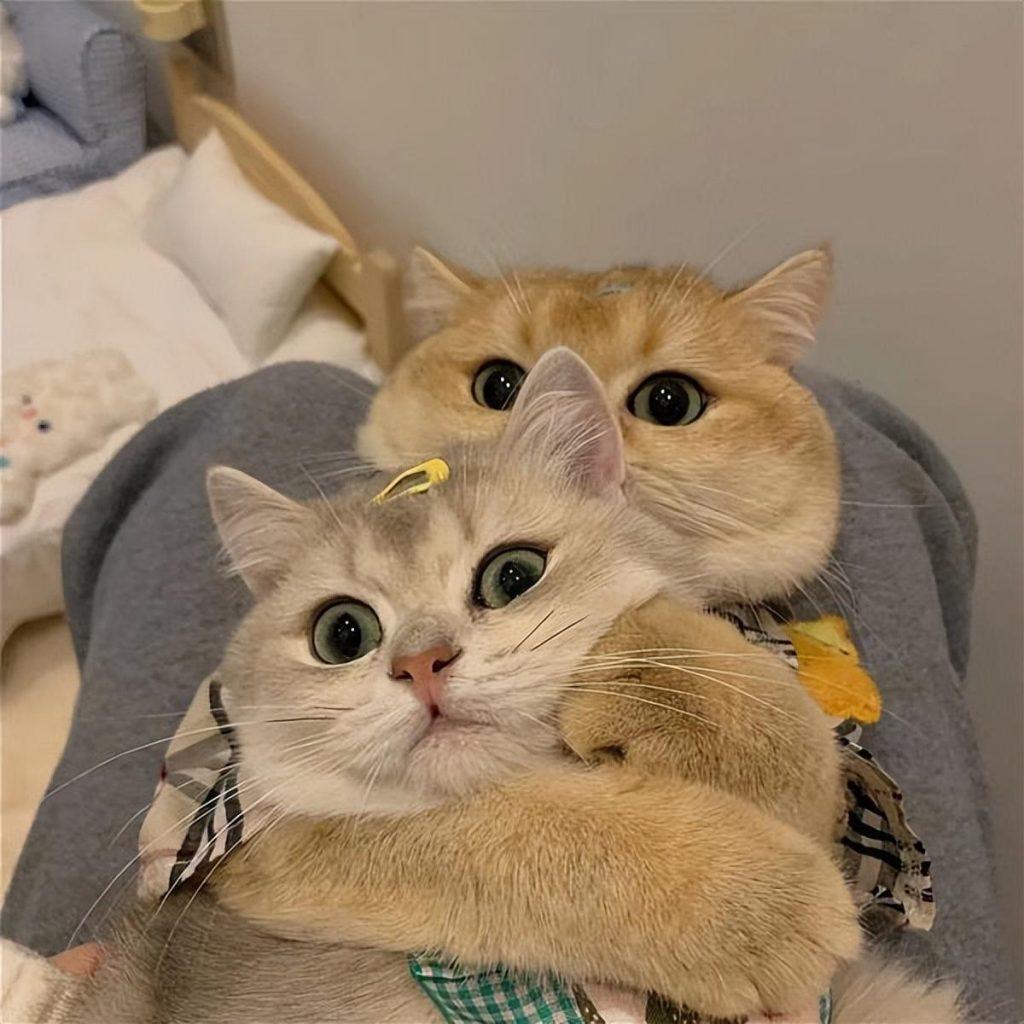 母猫发情是怎样的?关于猫咪发情的那些事,早知道少麻烦(图4)