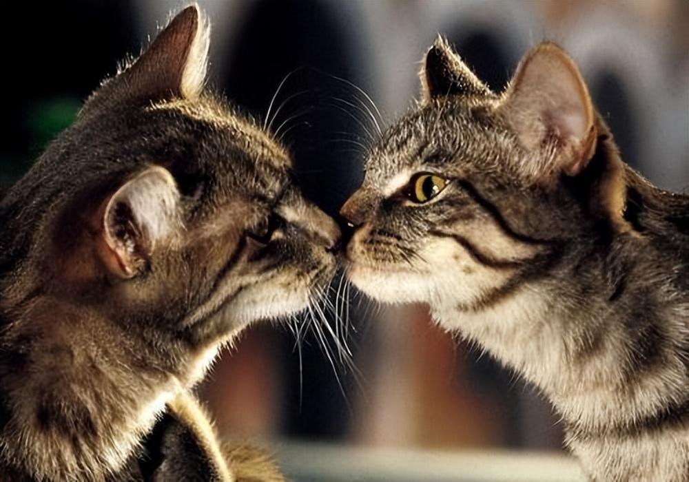 母猫发情是怎样的?关于猫咪发情的那些事,早知道少麻烦(图7)