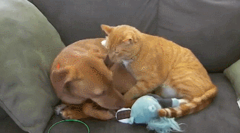 狗狗离开主人很害怕,橘猫抱住它:我陪你(图2)