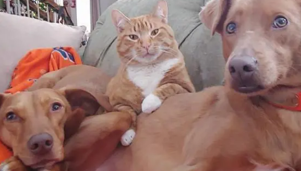 狗狗离开主人很害怕,橘猫抱住它:我陪你(图1)