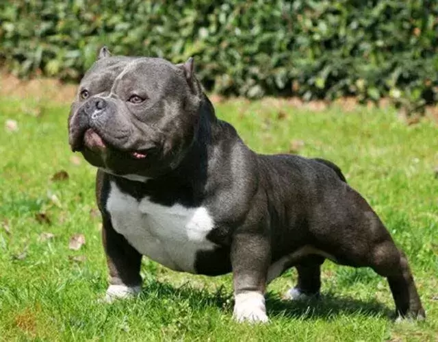 什么原因会导致狗狗走路内八或外八?这些情况家长得重视(图1)