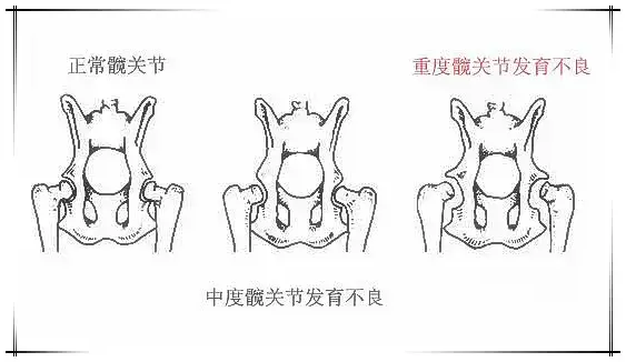 什么原因会导致狗狗走路内八或外八?这些情况家长得重视(图2)
