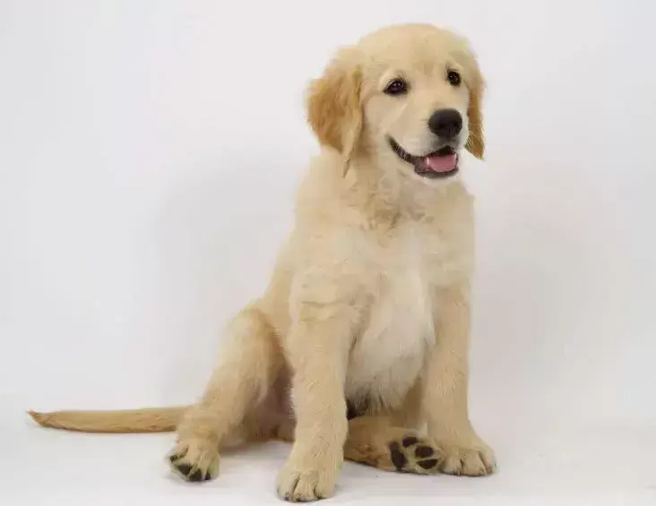 什么原因会导致狗狗走路内八或外八?这些情况家长得重视(图4)