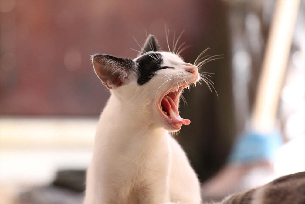 猫咪患上哮喘无法治愈?猫哮喘和支气管炎的迹象分别是什么?(图2)