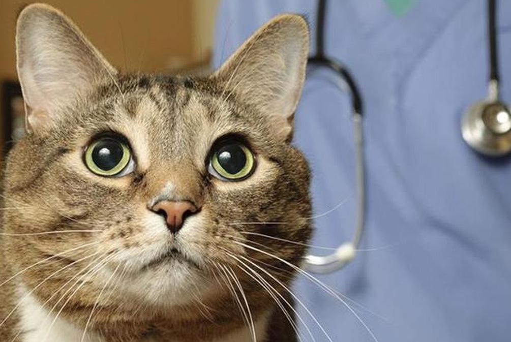 猫咪患上哮喘无法治愈?猫哮喘和支气管炎的迹象分别是什么?(图6)