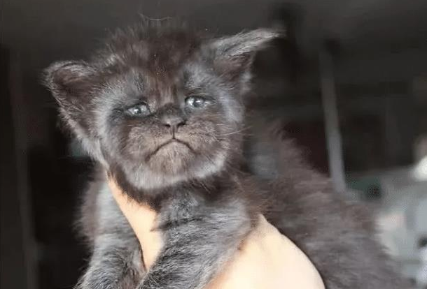 猫咪外形具有攻击性,孩子不敢靠近,送去剃毛后,效果更糟糕了(图2)