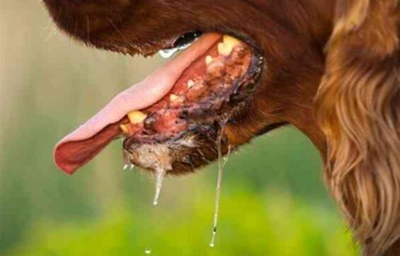 狗狗感染狂犬病会出现哪些症状?普通人被狗咬了后怎么处理?(图4)