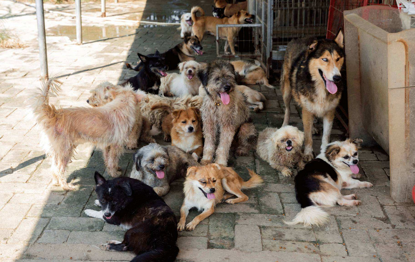 狗狗感染狂犬病会出现哪些症状?普通人被狗咬了后怎么处理?(图6)