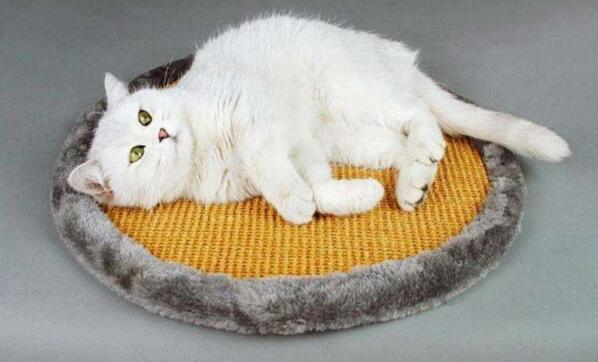 该怎样训练自己的猫咪听懂主人叫它的名字?做好几点很重要(图1)