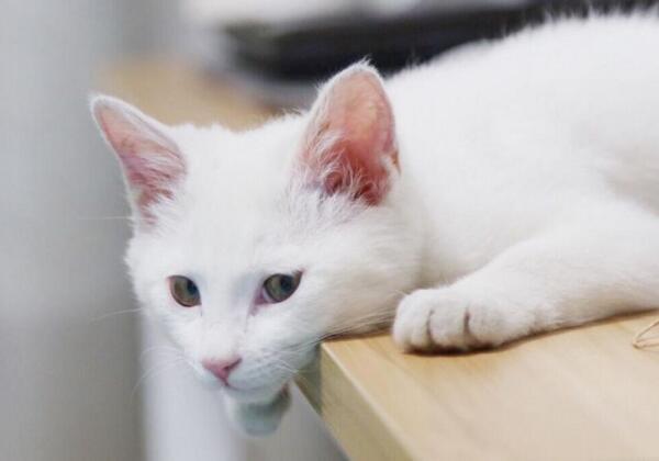 该怎样训练自己的猫咪听懂主人叫它的名字?做好几点很重要(图2)