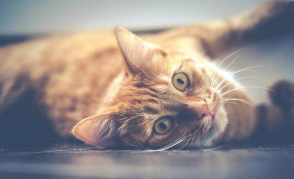 该怎样训练自己的猫咪听懂主人叫它的名字?做好几点很重要(图3)