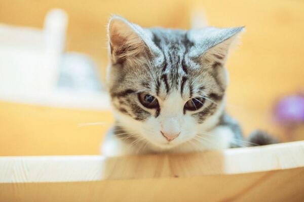 该怎样训练自己的猫咪听懂主人叫它的名字?做好几点很重要(图5)