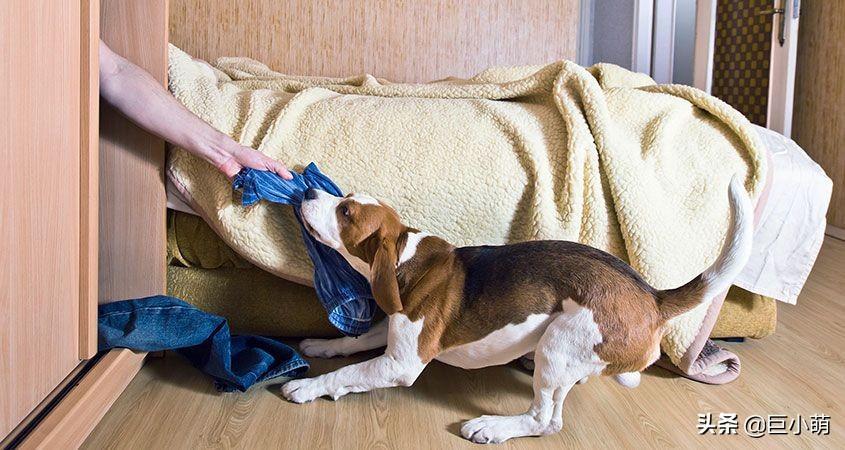 为什么狗狗这么偏爱我们的衣服?狗狗喜欢咬主人衣服的4个原因(图3)