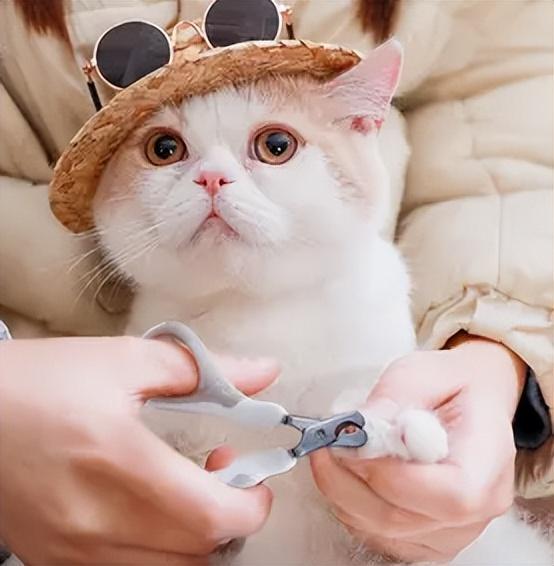 给猫咪剪指甲的注意事项,别剪到猫咪的血线,不然猫咪会“恨”你!(图2)