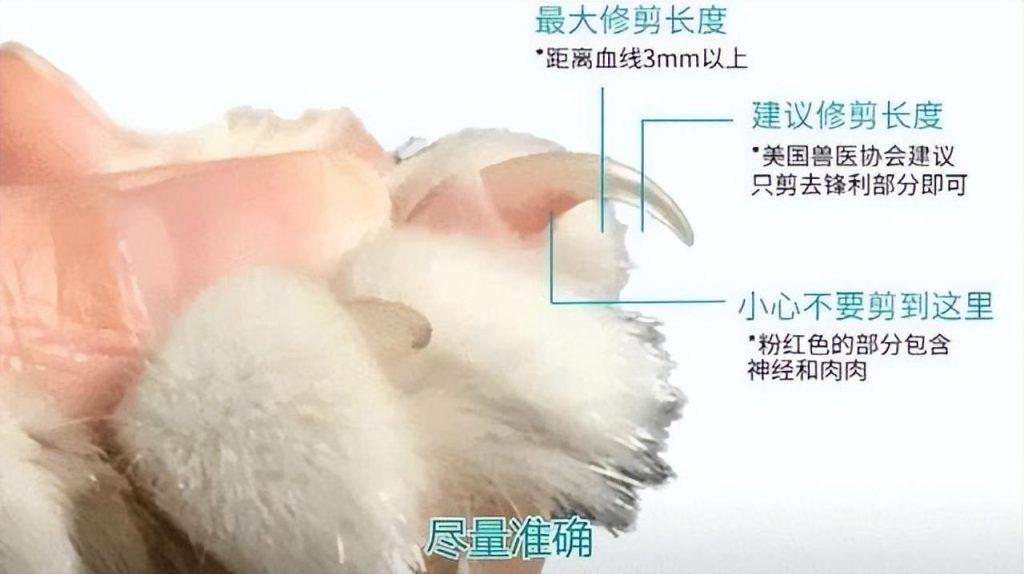 给猫咪剪指甲的注意事项,别剪到猫咪的血线,不然猫咪会“恨”你!(图3)