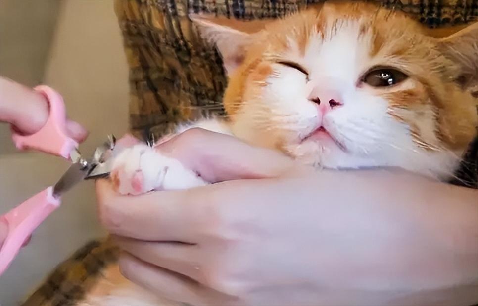 给猫咪剪指甲的注意事项,别剪到猫咪的血线,不然猫咪会“恨”你!(图4)