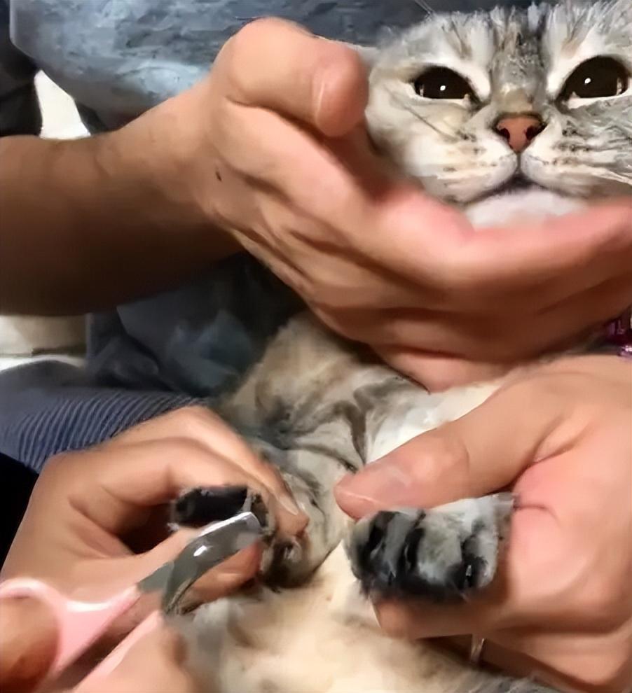 给猫咪剪指甲的注意事项,别剪到猫咪的血线,不然猫咪会“恨”你!(图5)