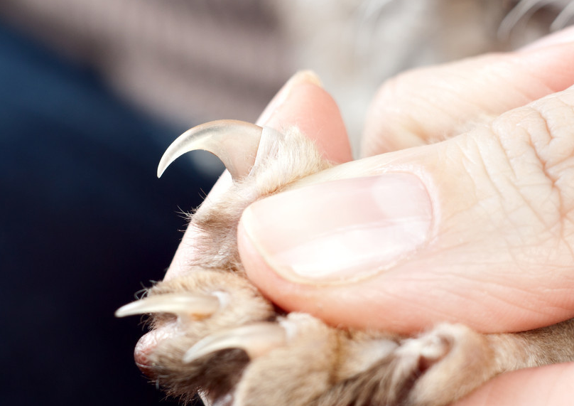 给猫咪剪指甲的注意事项,别剪到猫咪的血线,不然猫咪会“恨”你!(图6)